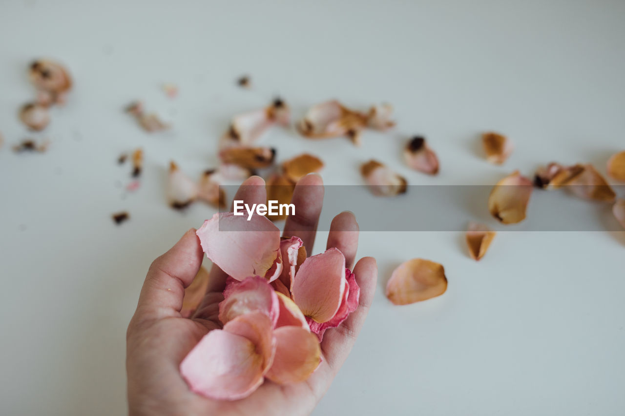 CLOSE-UP OF HAND HOLDING PINK ROSE IN WHITE