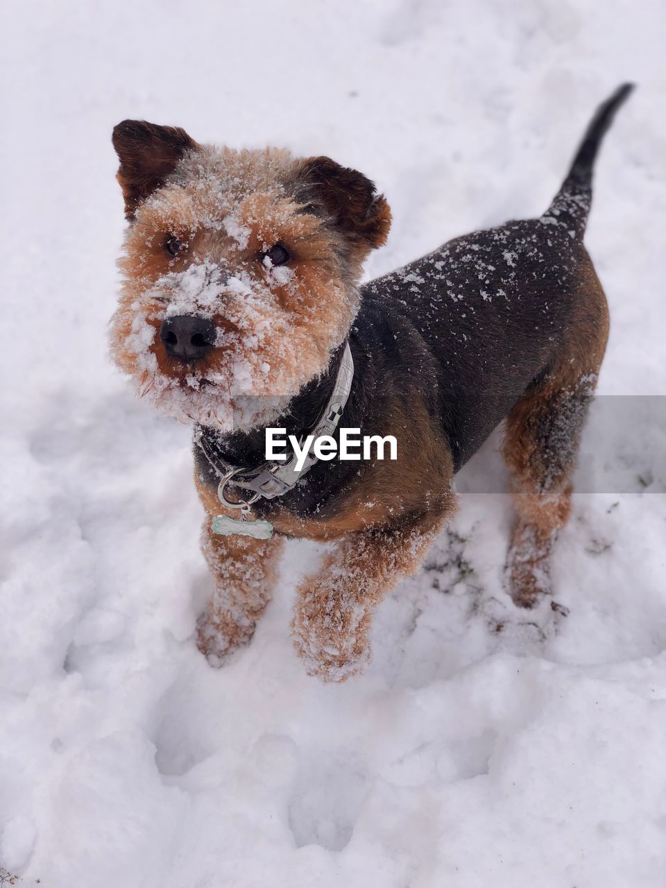 DOG IN SNOW