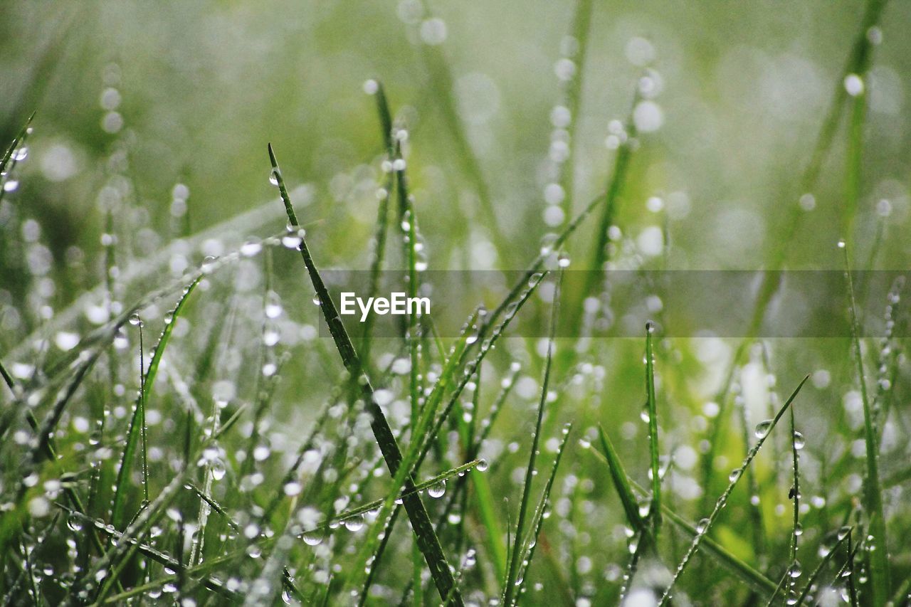 Close-up of water drops on grass against blurred background