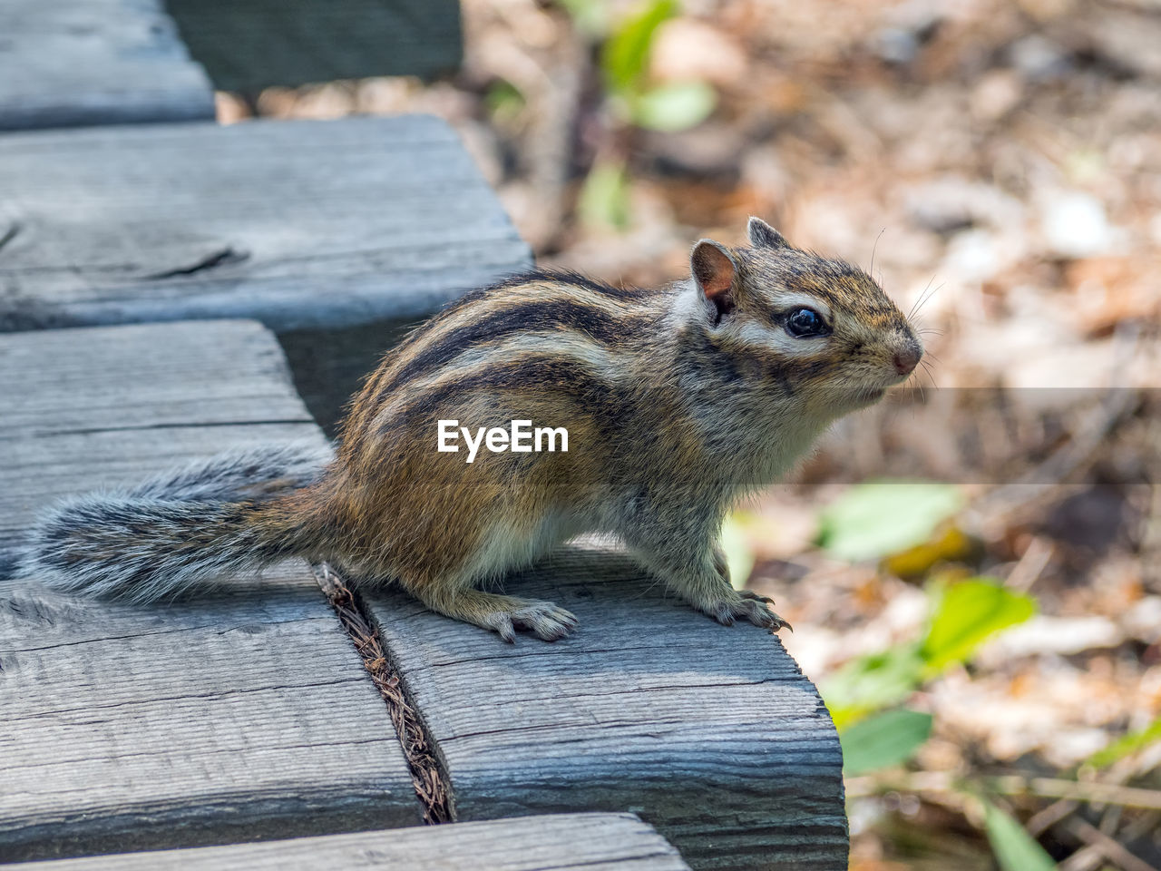 animal, animal themes, squirrel, animal wildlife, chipmunk, one animal, rodent, mammal, wildlife, nature, wood, no people, whiskers, close-up, day, outdoors, focus on foreground, eating