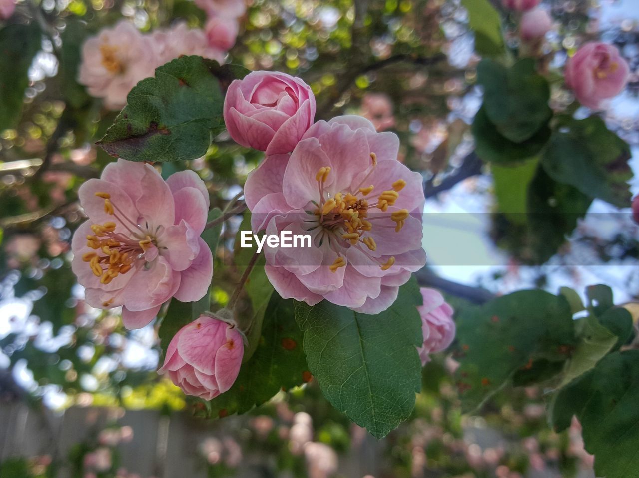 CLOSE-UP OF PINK CHERRY BLOSSOMS ON TREE