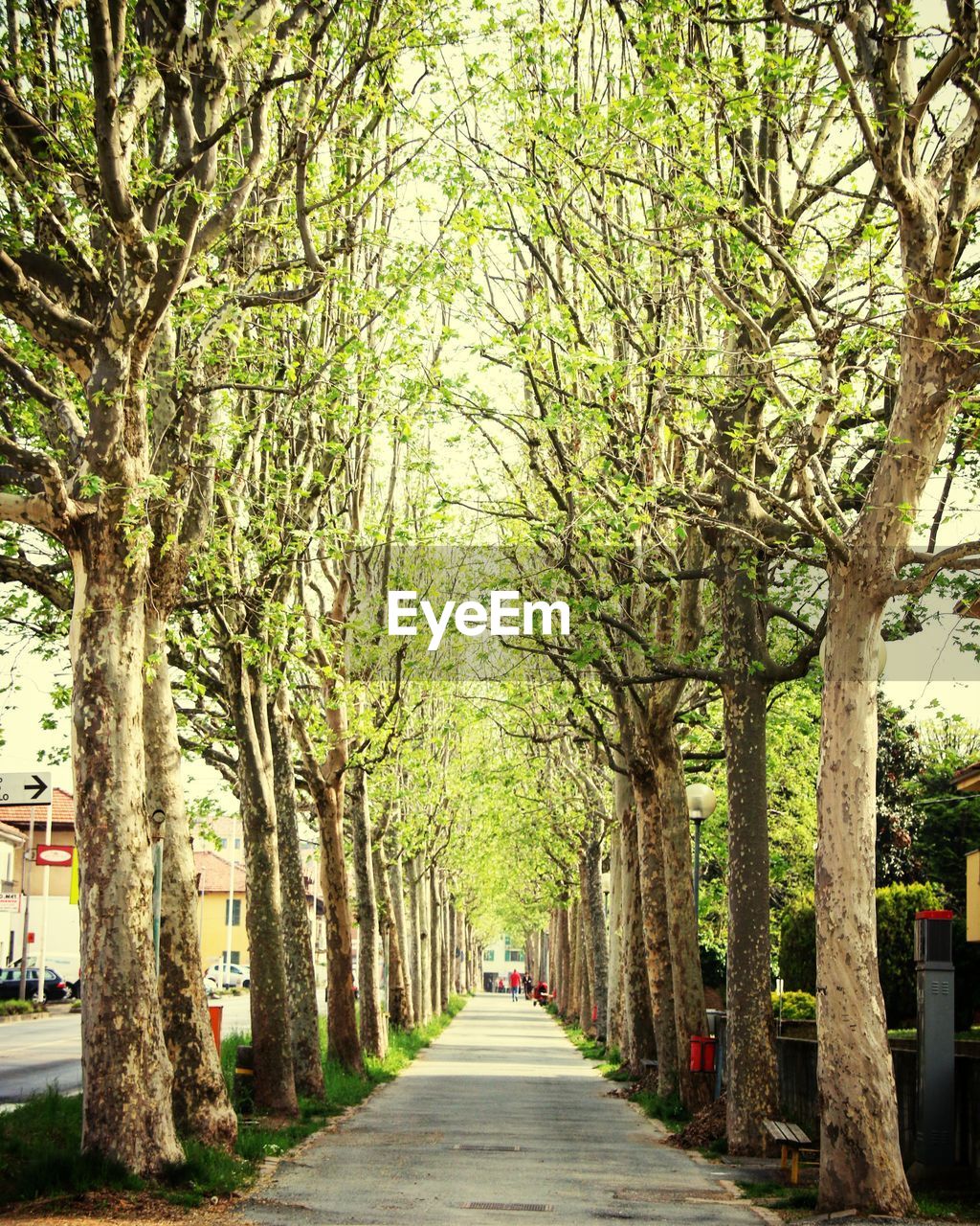 TREES IN PARK