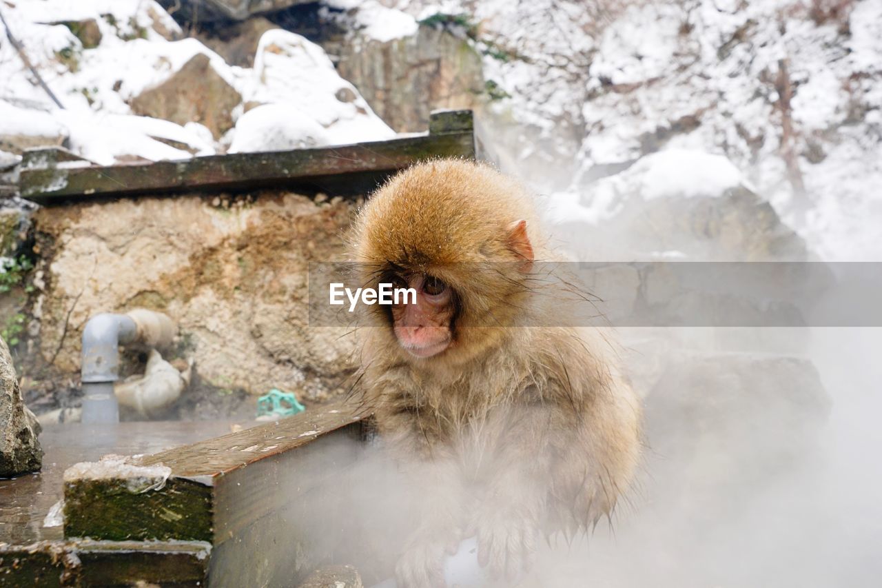 Monkey at hot spring in japan