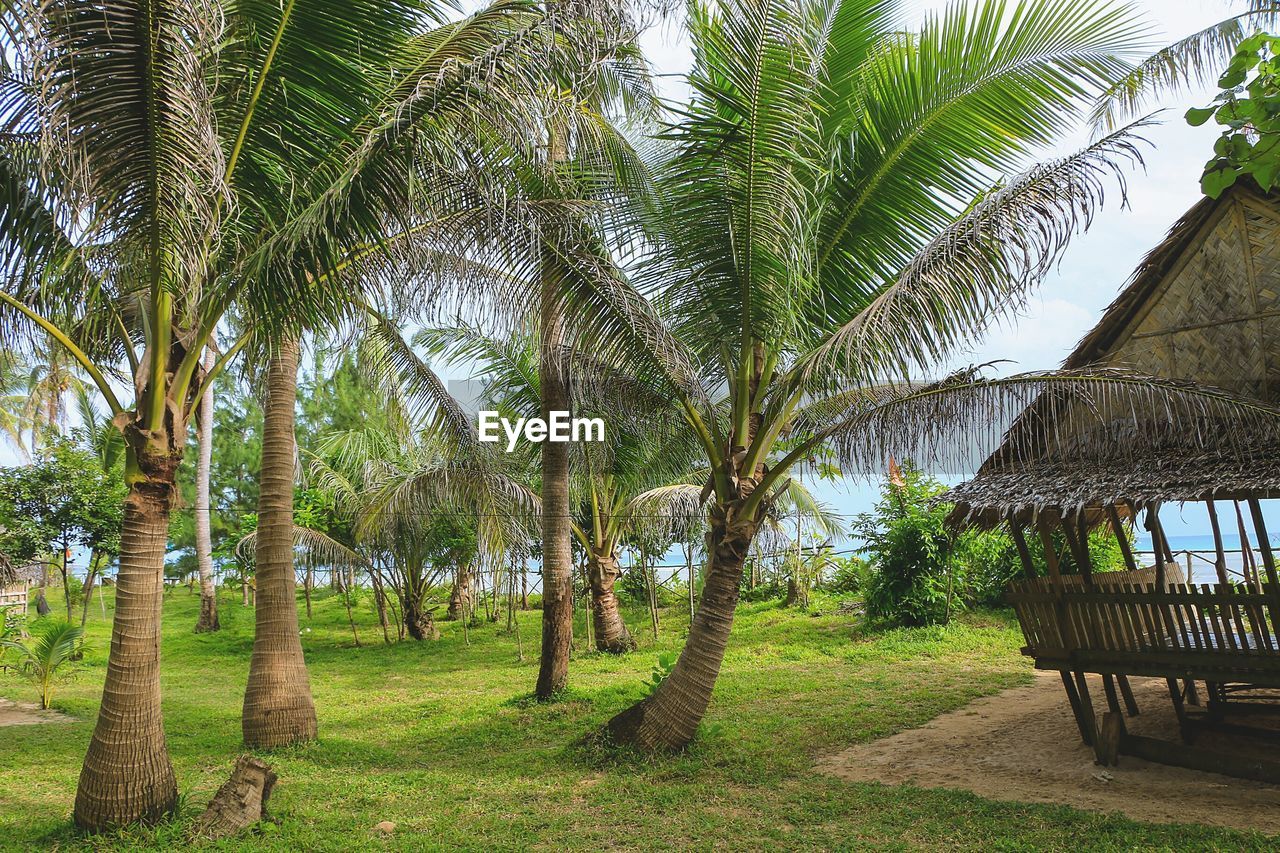 SCENIC VIEW OF PALM TREES ON FIELD AGAINST SKY