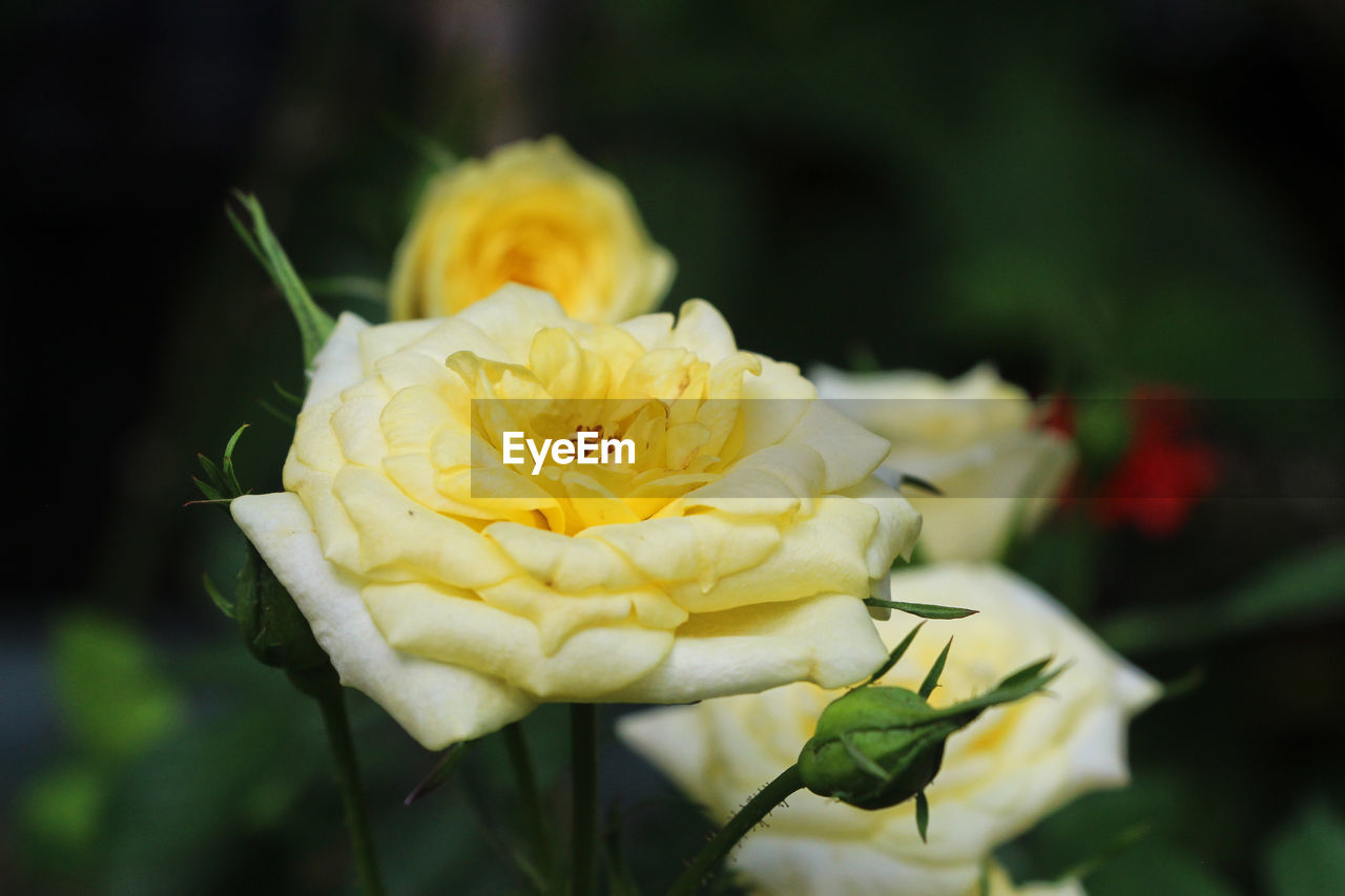 Beauty In Nature Blooming Close-up Day Flower Flower Head Focus On Foreground Fragility Freshness Growth Nature No People Outdoors Petal Plant Rose - Flower Roses Yellow