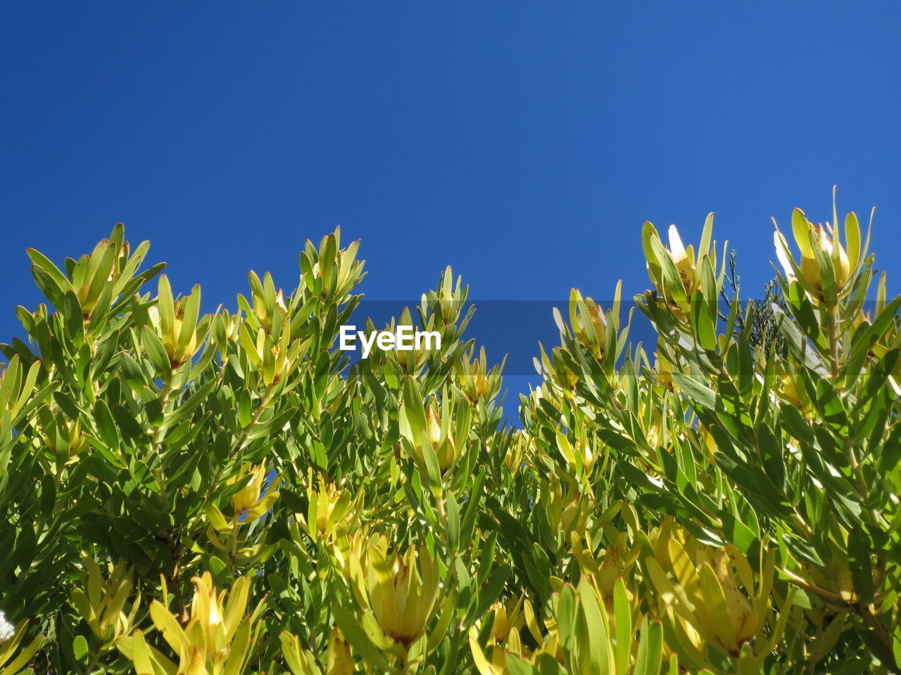 PLANTS AGAINST BLUE SKY