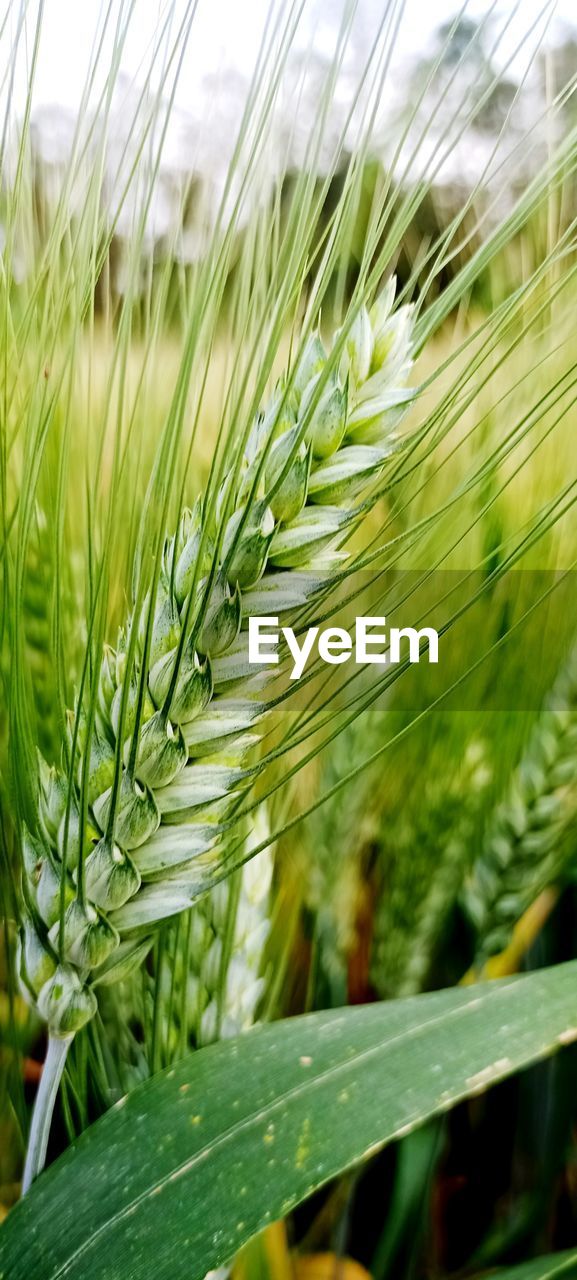 plant, growth, grass, green, nature, beauty in nature, agriculture, close-up, cereal plant, no people, crop, day, field, leaf, land, flower, plant part, focus on foreground, rural scene, food, outdoors, landscape, tree, plant stem, tranquility, environment, sky, freshness