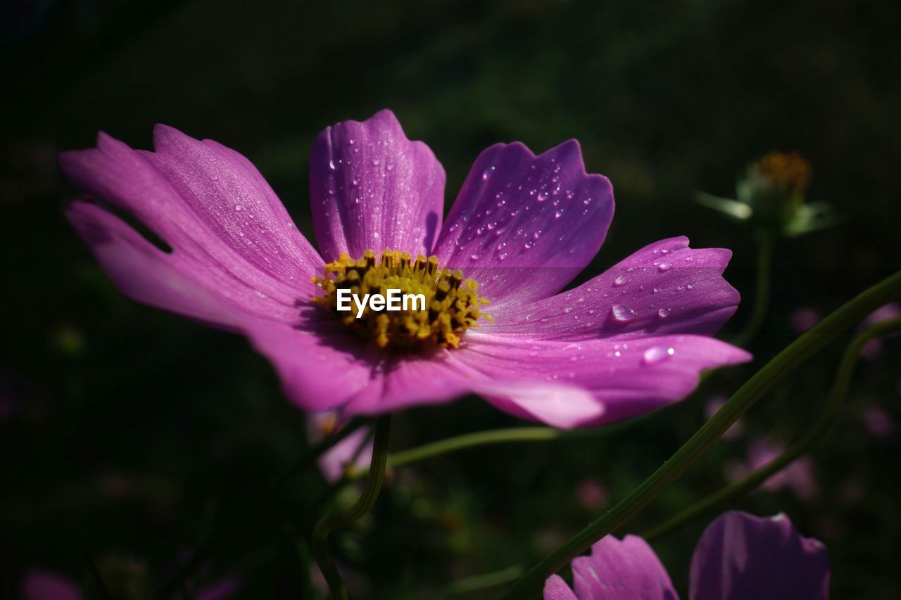 Close-up of water drops on flower over black background