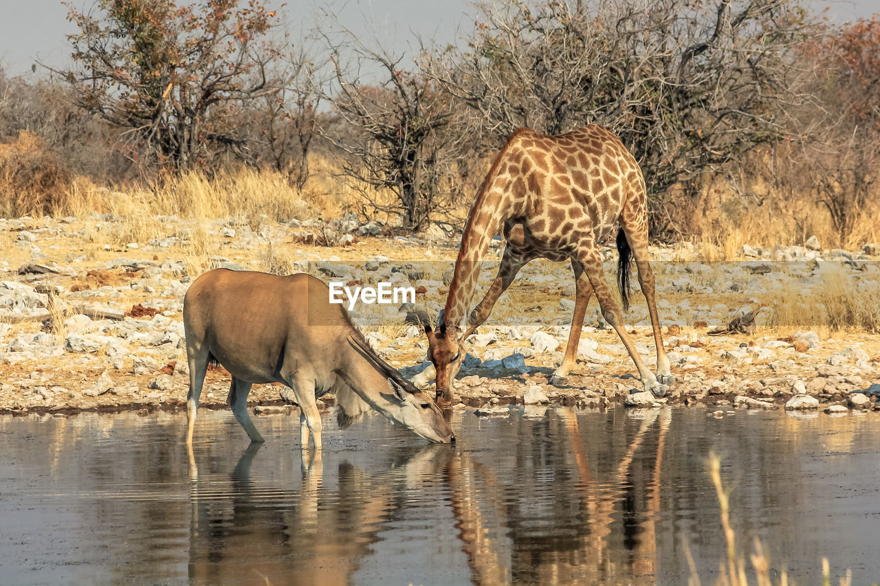 Giraffe and eland drinking water in pond at forest