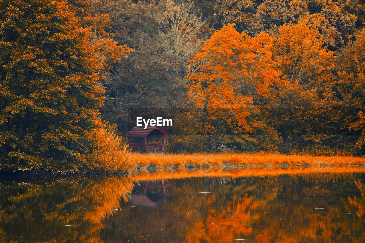 Scenic view of lake in forest during autumn