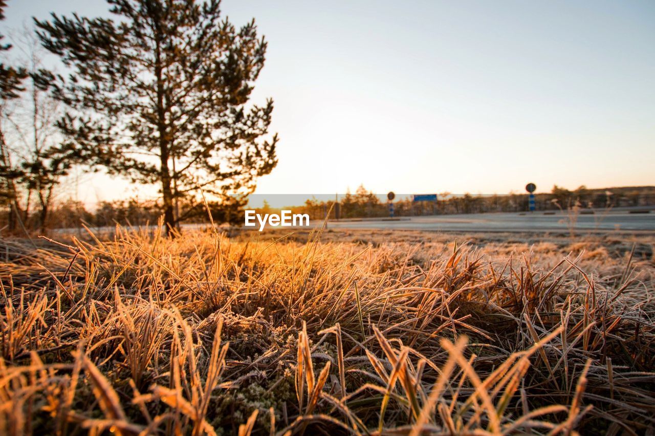 CLOSE-UP OF FIELD AGAINST SKY DURING SUNSET
