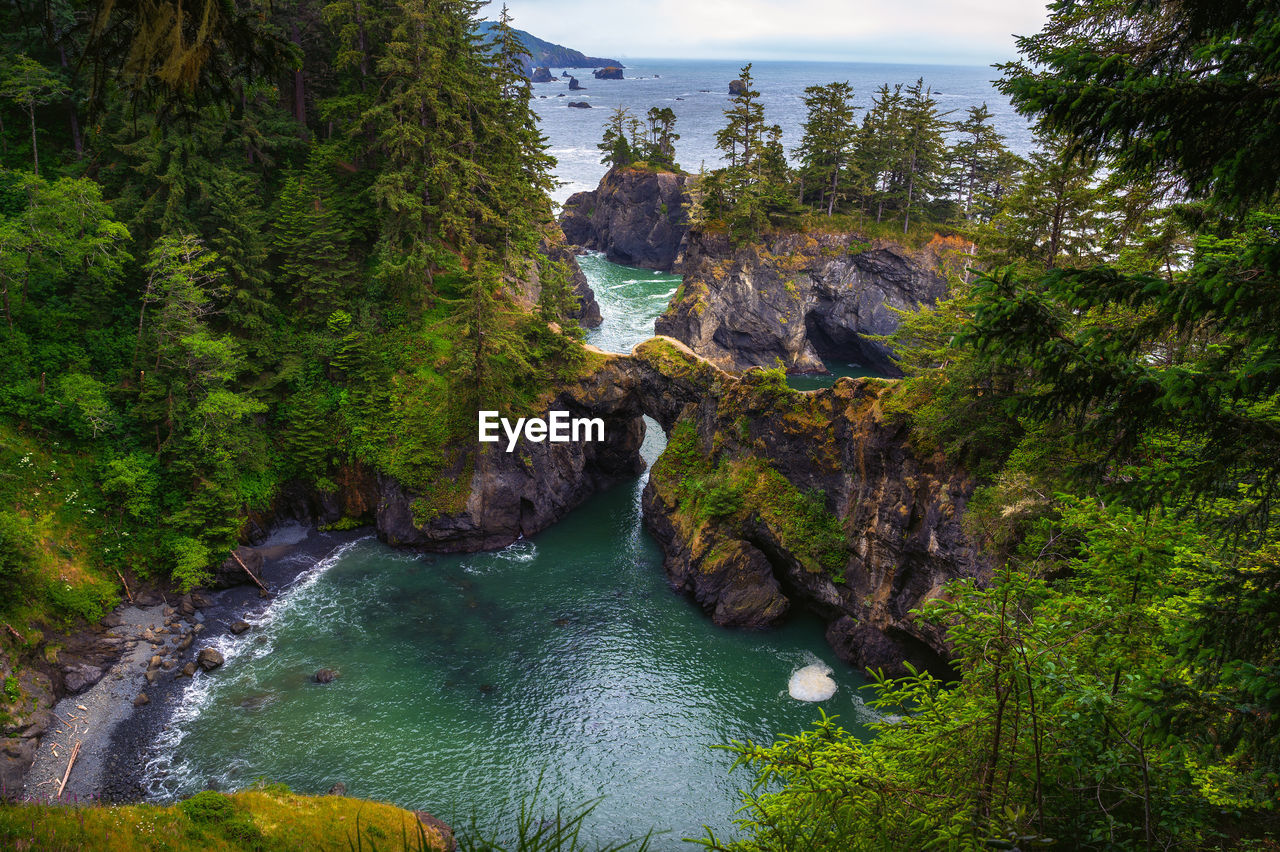 scenic view of river amidst trees in forest