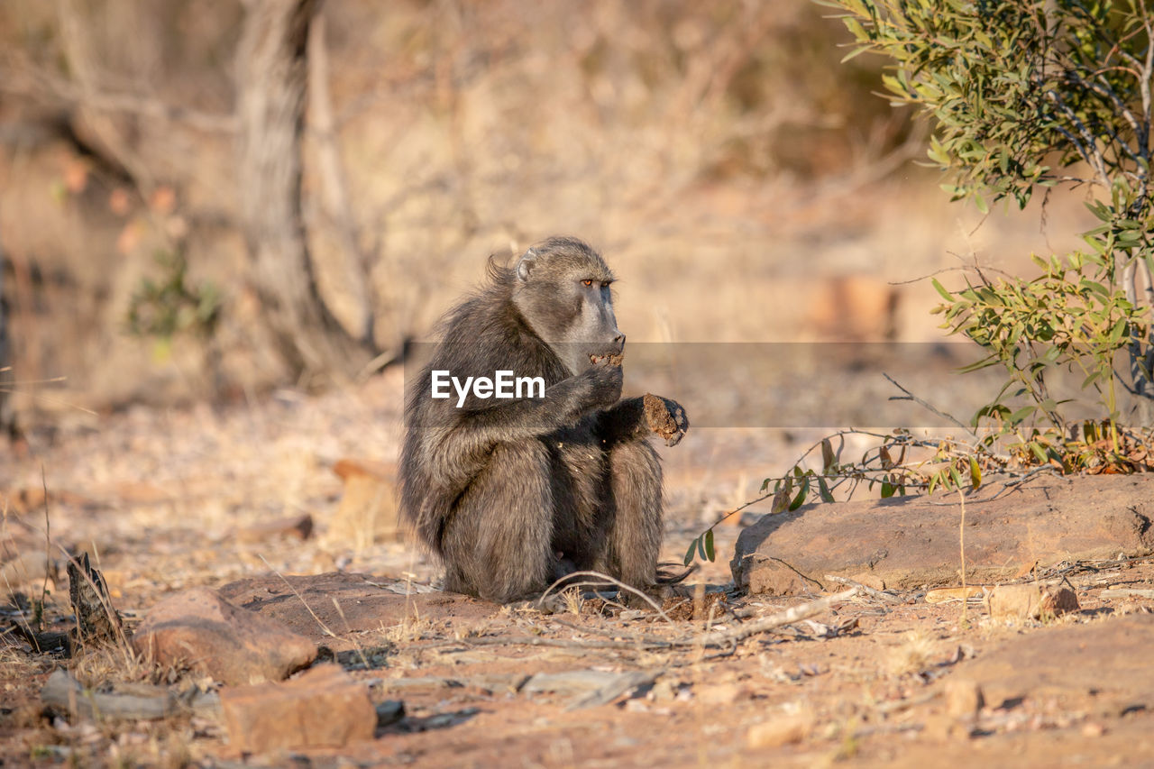 MEERKAT SITTING ON TREE