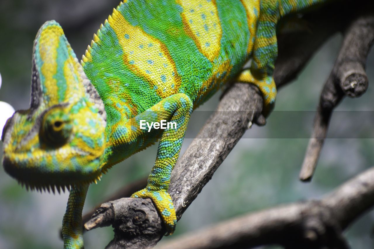 animal themes, animal, chameleon, animal wildlife, common chameleon, lizard, branch, reptile, one animal, tree, iguania, iguana, no people, green, nature, wildlife, plant, multi colored, animal body part, outdoors, close-up, dragon lizard, day, focus on foreground