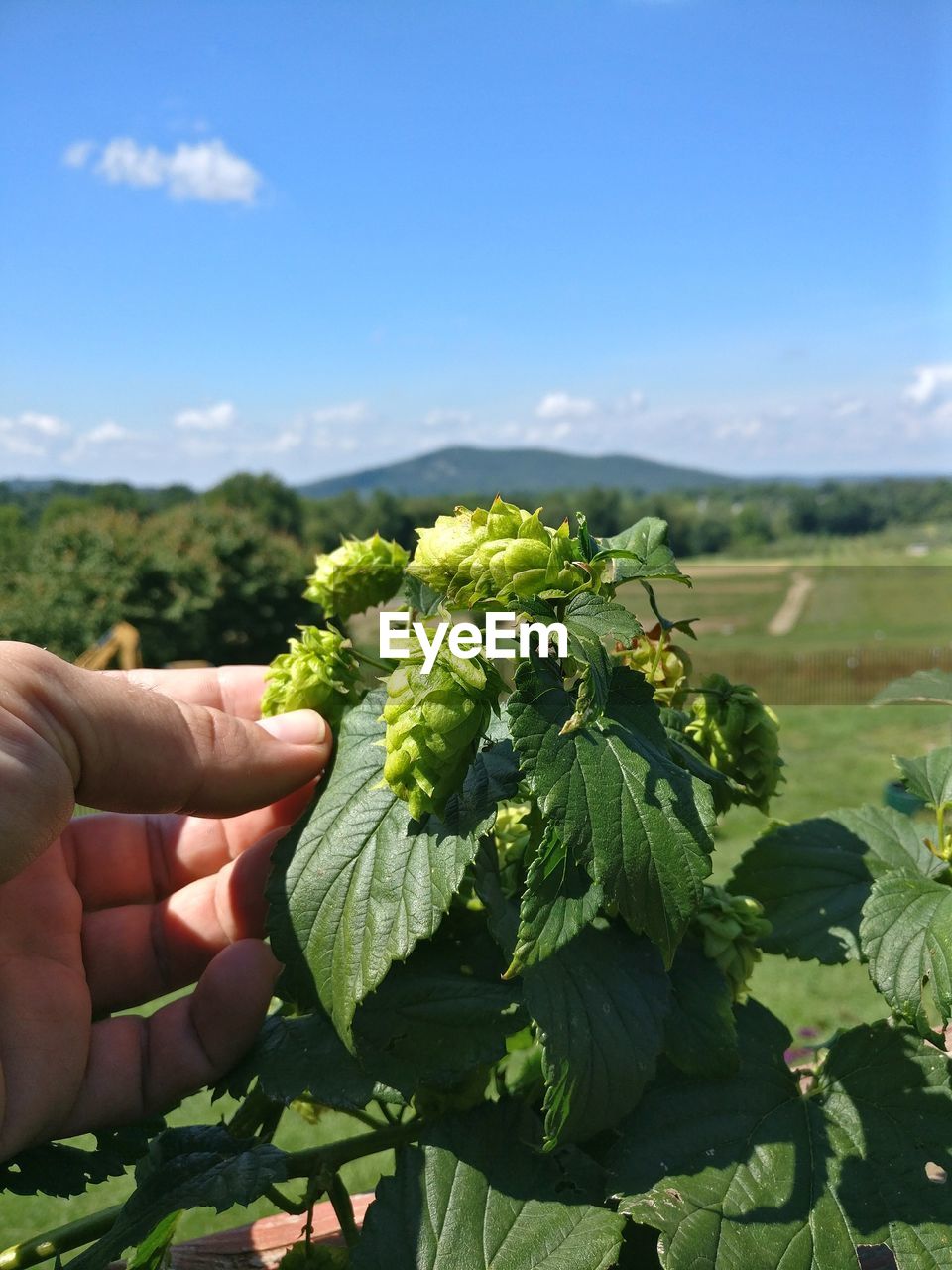Hand holding hops plant growing on field against sky