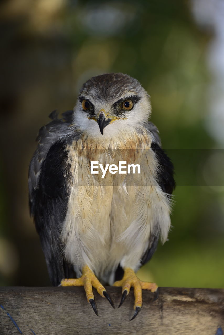 CLOSE-UP PORTRAIT OF EAGLE PERCHING ON WOOD