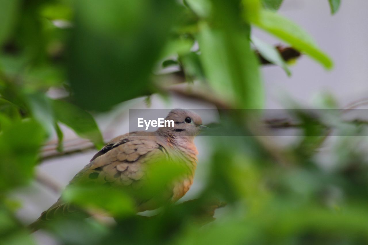 CLOSE-UP OF BIRD PERCHING