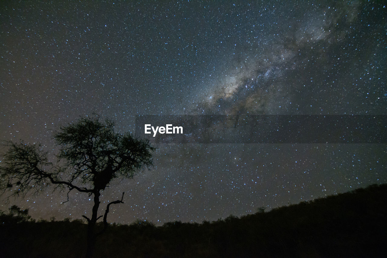 Low angle view of silhouette trees against sky at night
