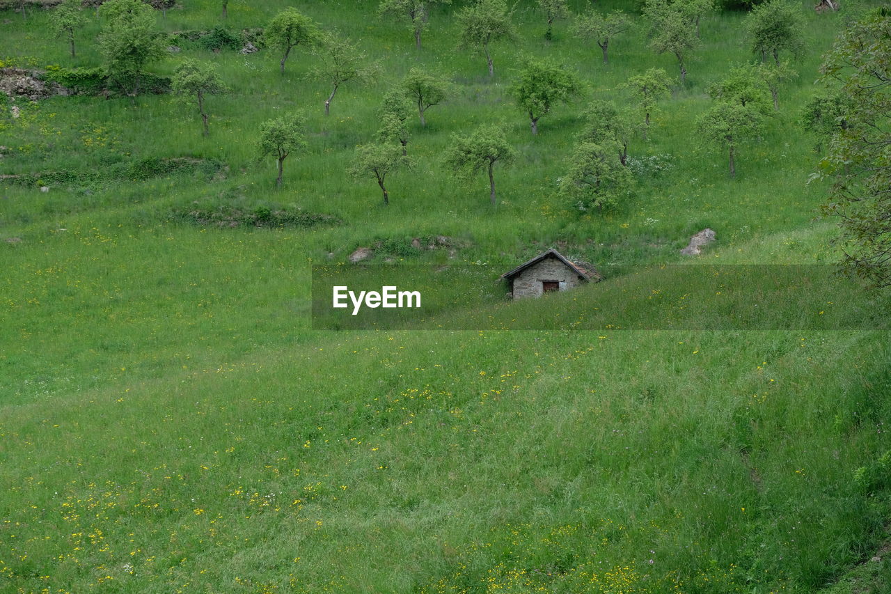 Scenic view of grassy field by trees and house