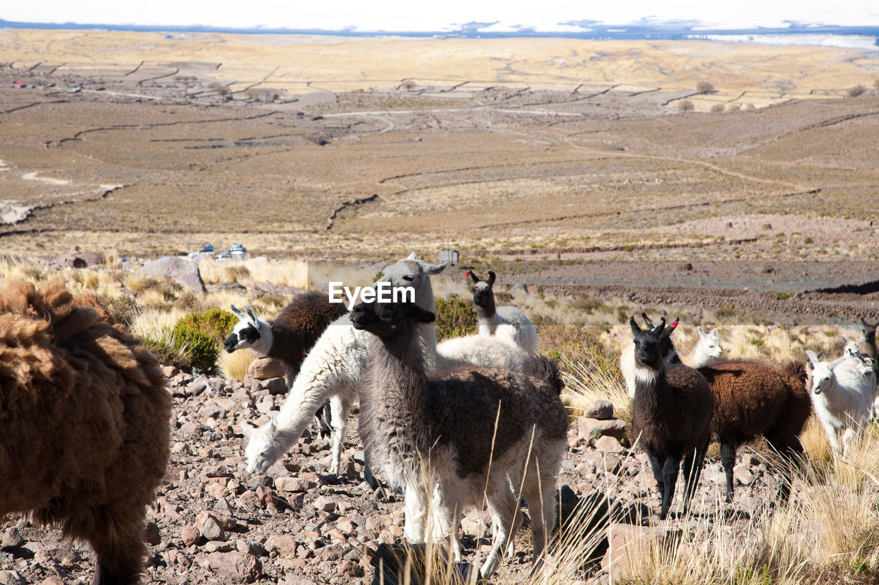 sheep grazing on landscape