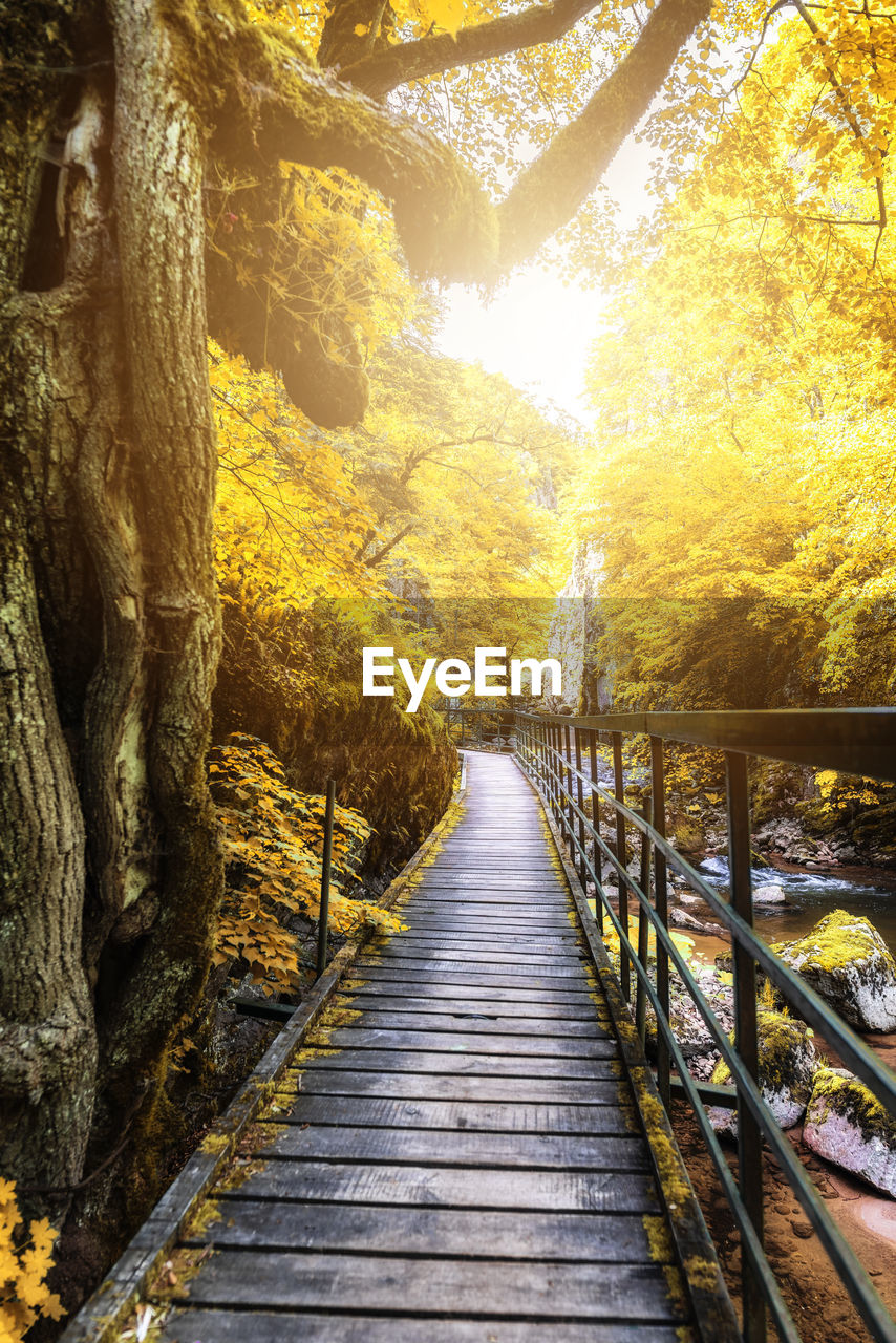 NARROW FOOTBRIDGE ALONG TREES IN FOREST