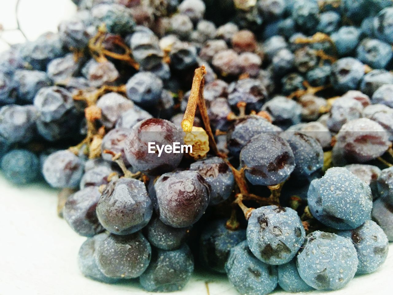 Close-up of black grapes