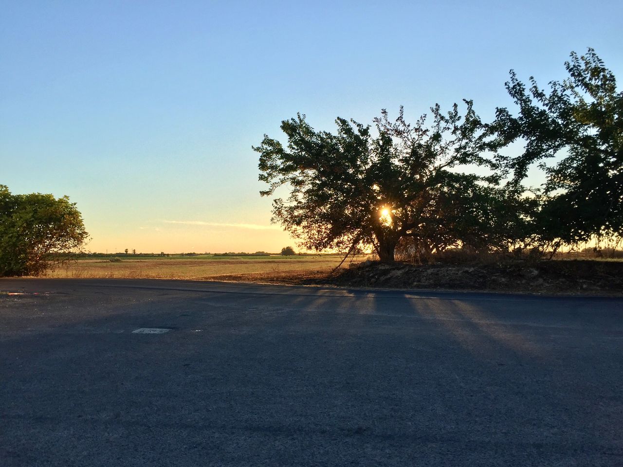 SILHOUETTE TREES BY ROAD AGAINST CLEAR SKY