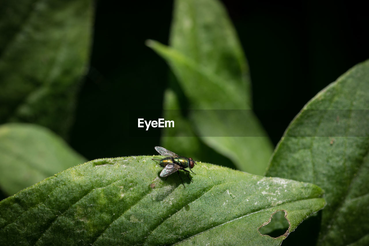 CLOSE-UP OF GRASSHOPPER ON PLANT