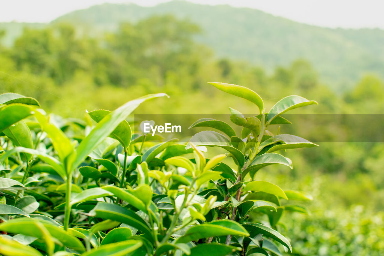 plant, green, landscape, plant part, leaf, nature, food, environment, food and drink, field, agriculture, growth, land, flower, crop, grass, plantation, rural scene, beauty in nature, no people, tree, sky, outdoors, freshness, vegetable, produce, farm, summer, focus on foreground, mountain, day, shrub, close-up, scenics - nature, lawn, healthy eating, environmental conservation