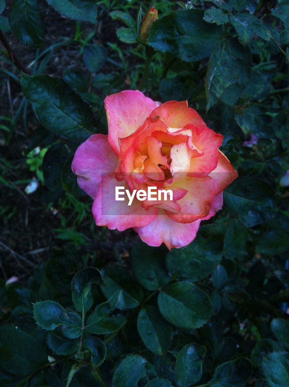 CLOSE-UP OF PINK FLOWER BLOOMING IN PARK