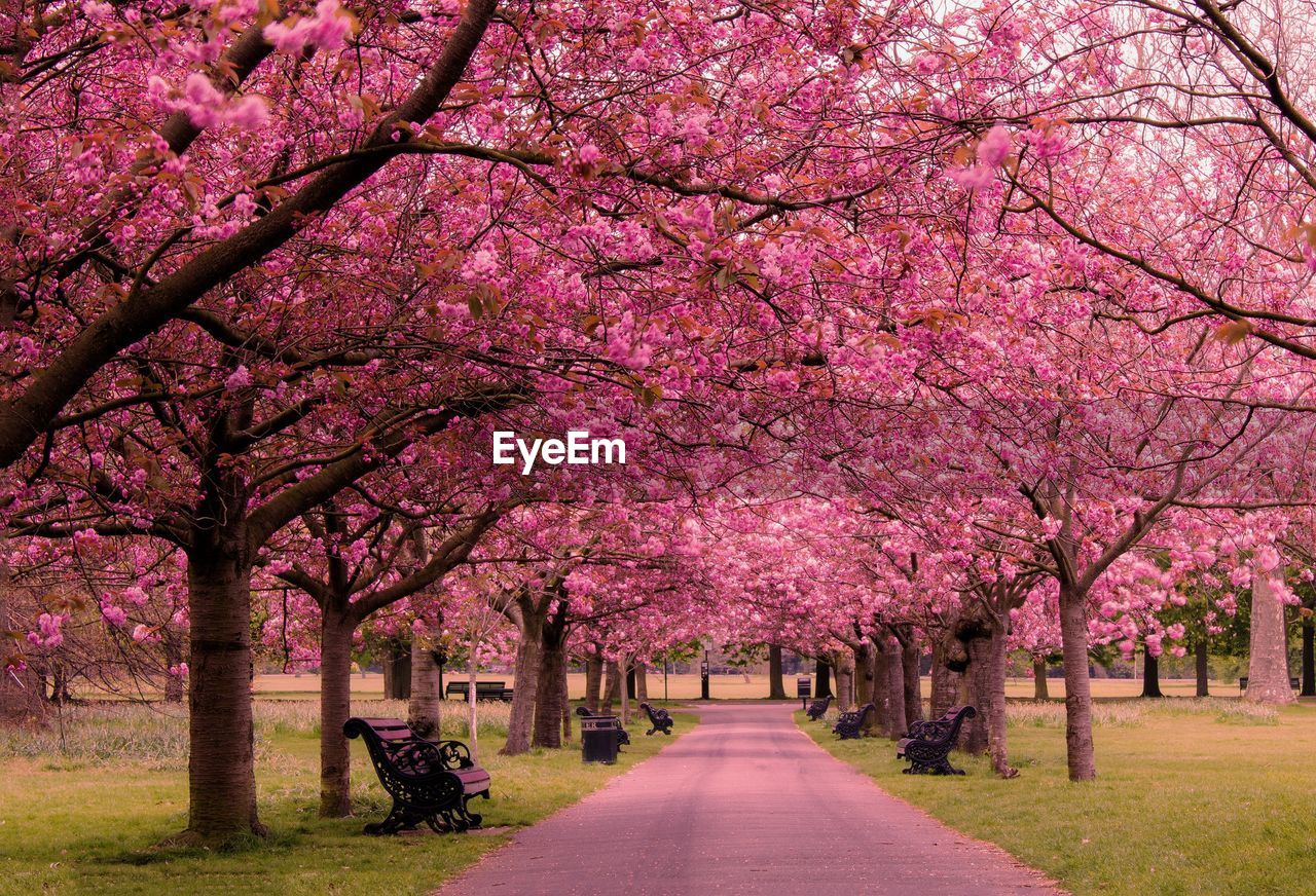 VIEW OF TREES IN PARK