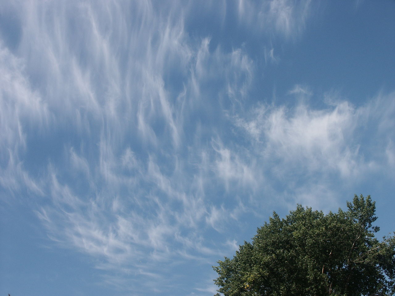 Low angle view of tree against sky