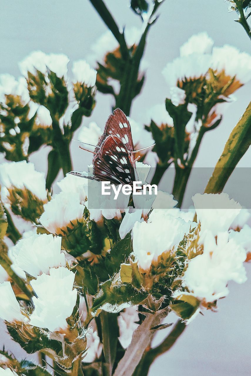 CLOSE-UP OF BUTTERFLY ON PLANT AGAINST SKY