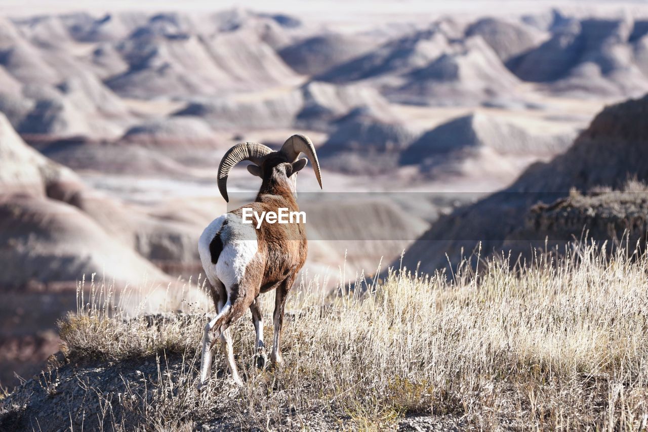 Rear view of horned mammal standing on land