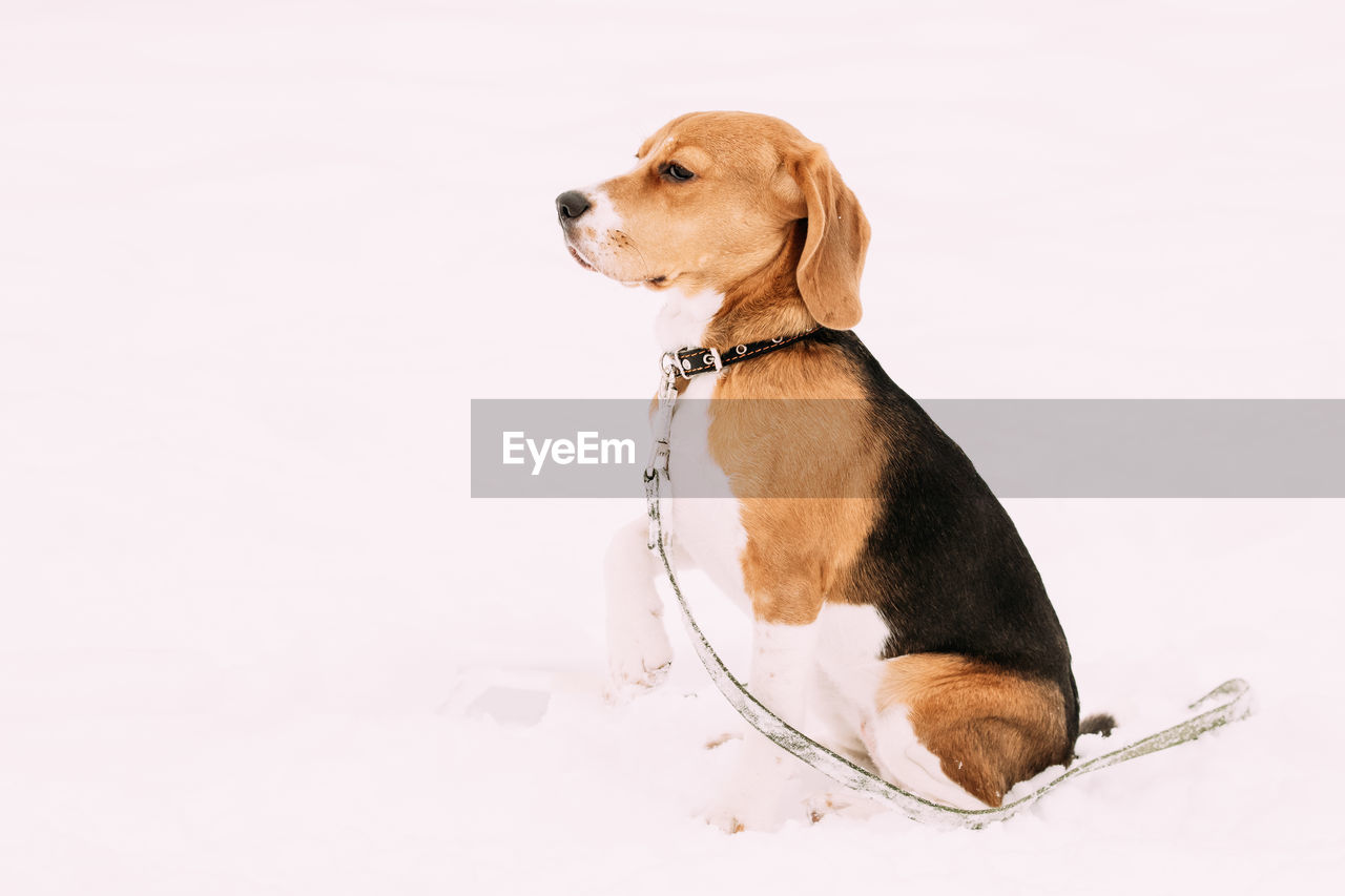 close-up of dog on white background