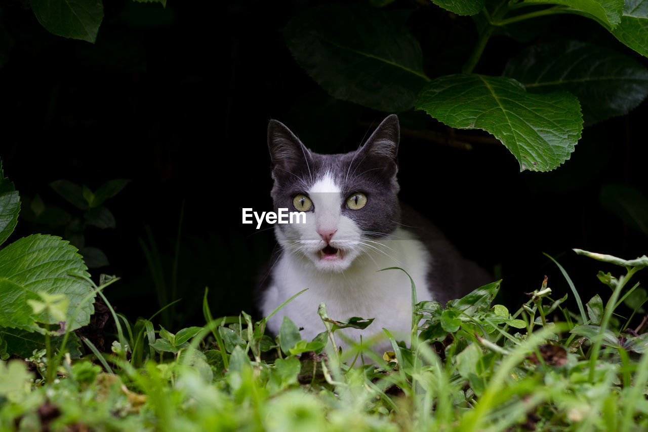 Portrait of cat sitting by plant