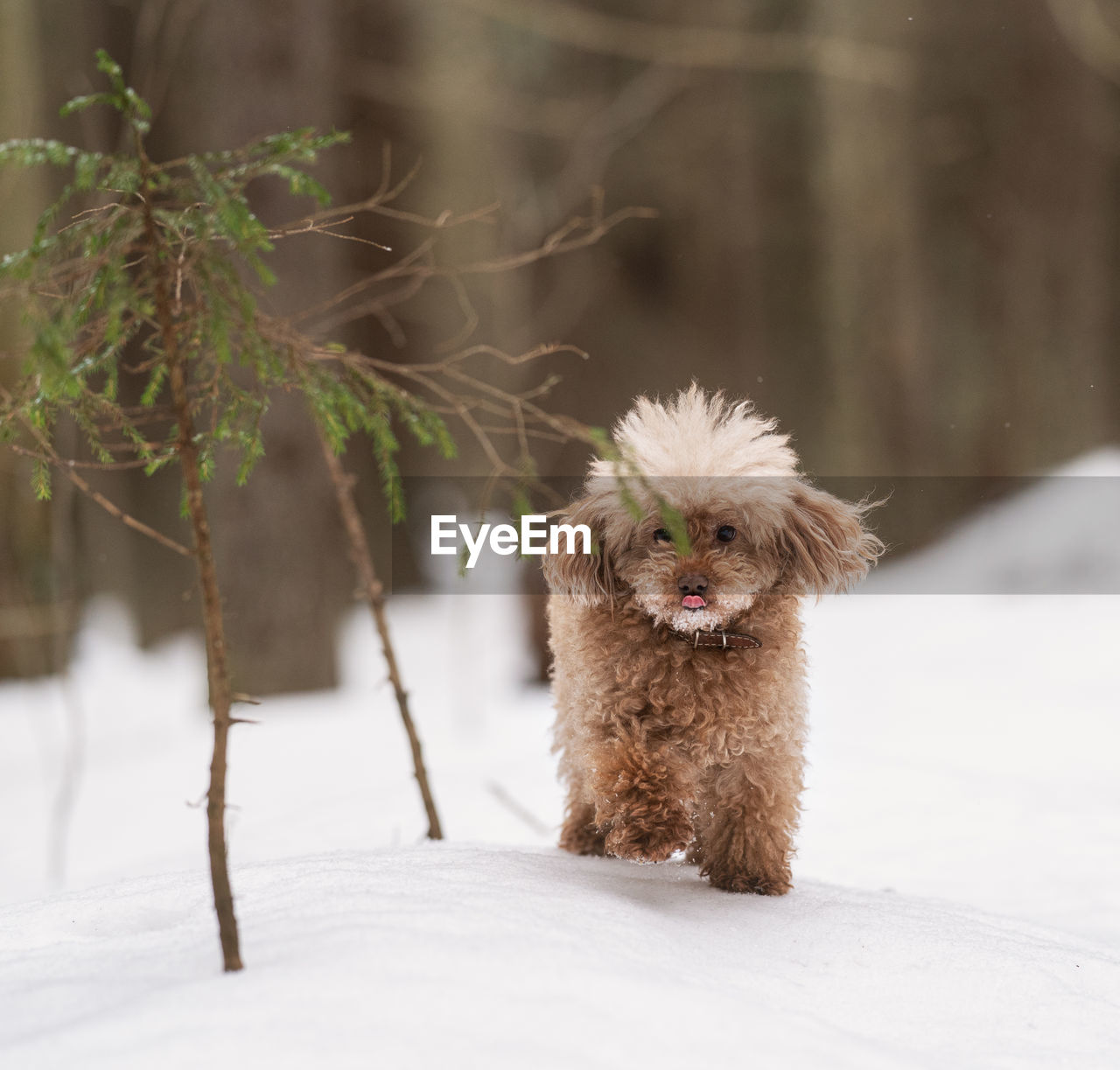 PORTRAIT OF DOG ON SNOW COVERED LANDSCAPE
