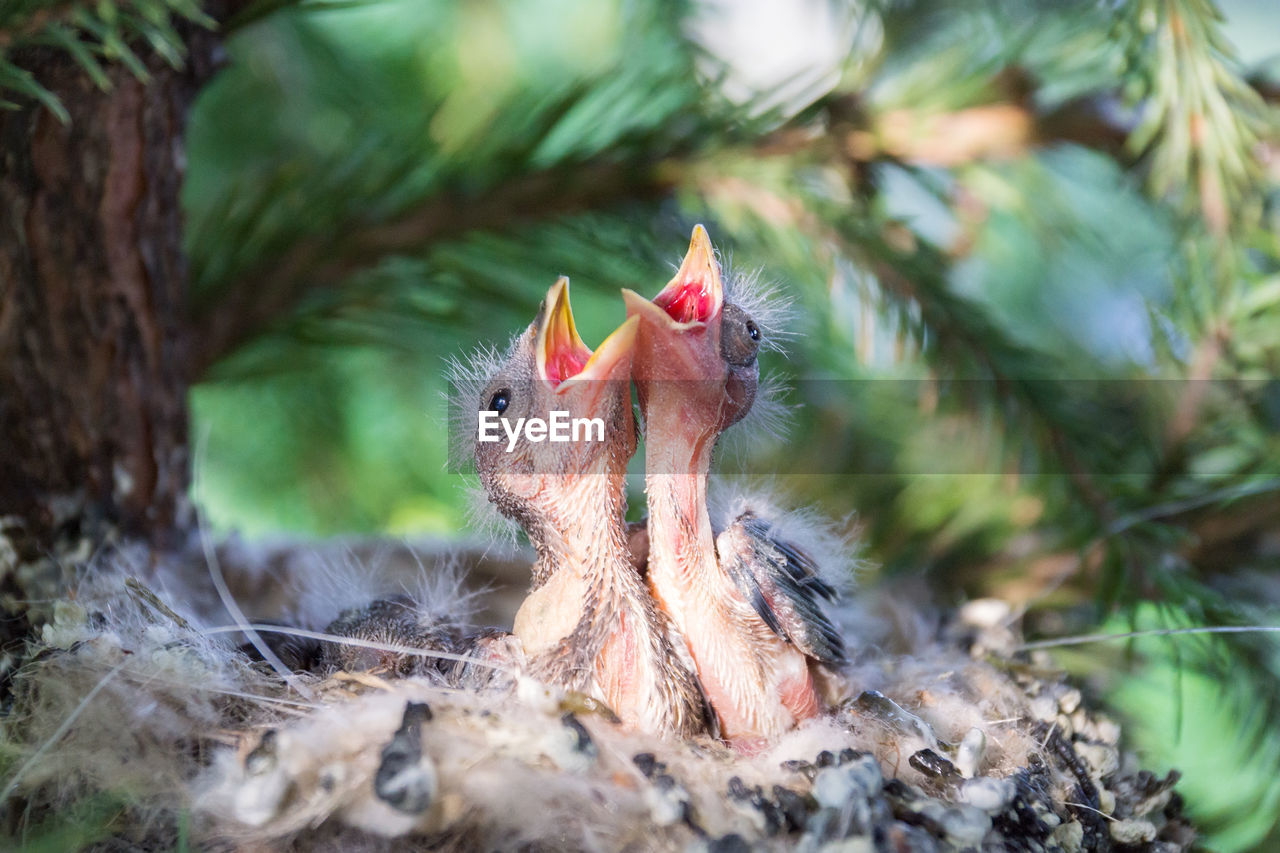 CLOSE-UP OF A PARROT