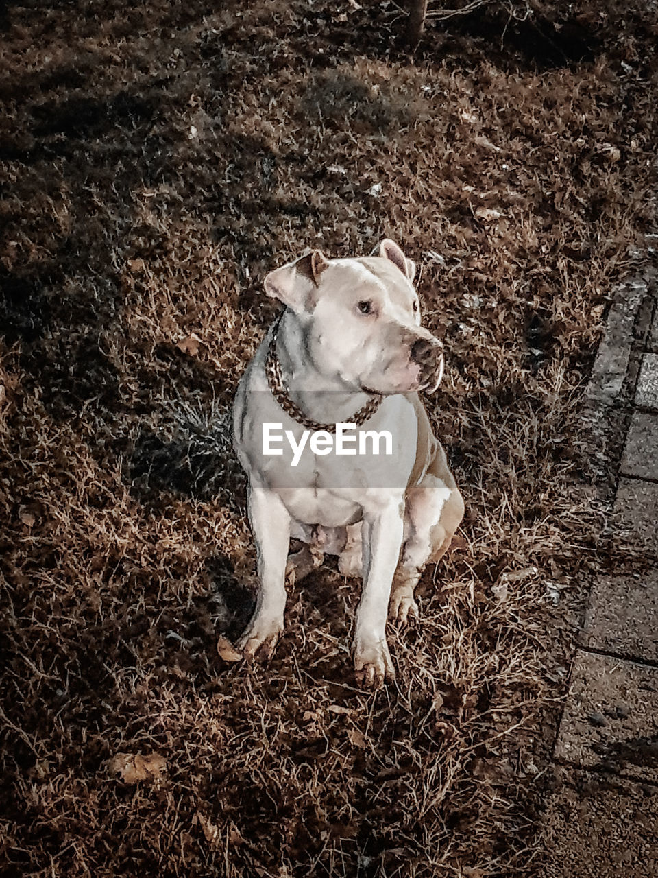 HIGH ANGLE VIEW OF DOG LOOKING AWAY ON FIELD