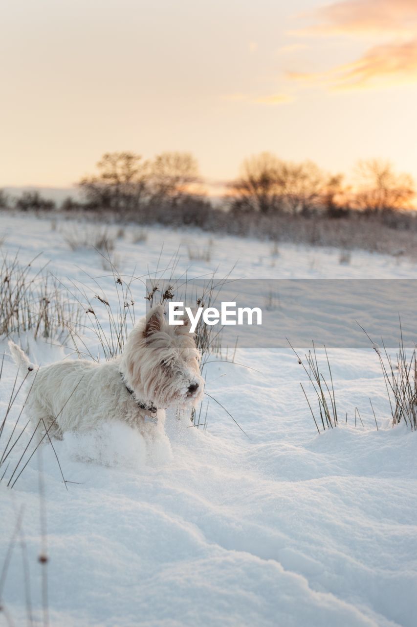 Dog on snow field against sky during sunset