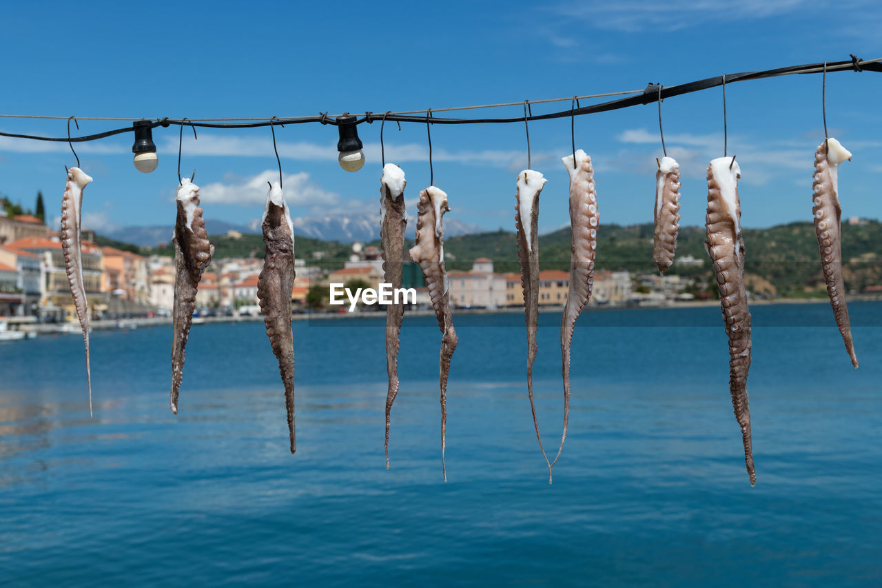 View of fresh squid hanging up to dry in greece