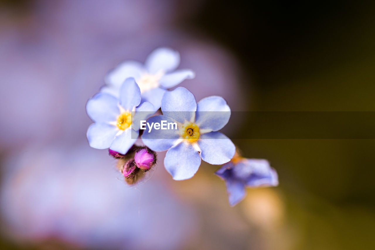 Close-up of purple flowering plant