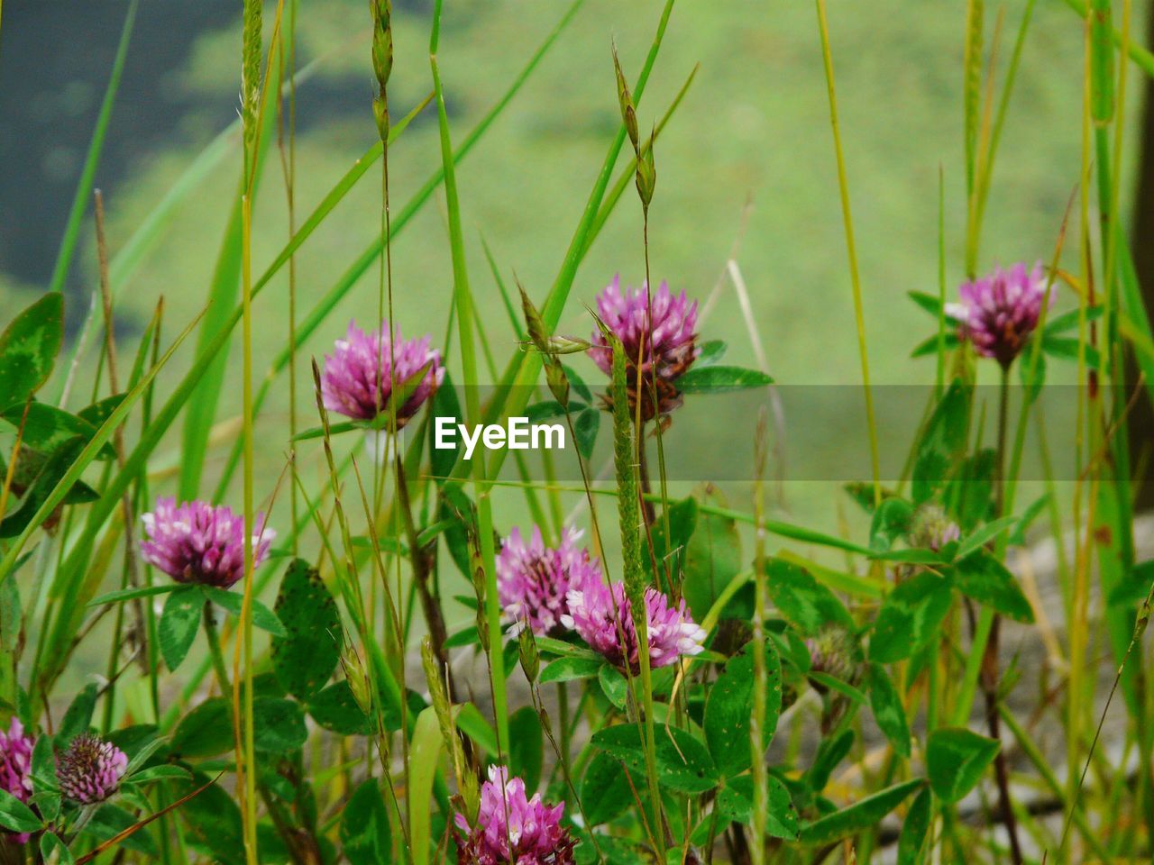 CLOSE-UP OF PINK FLOWERS BLOOMING