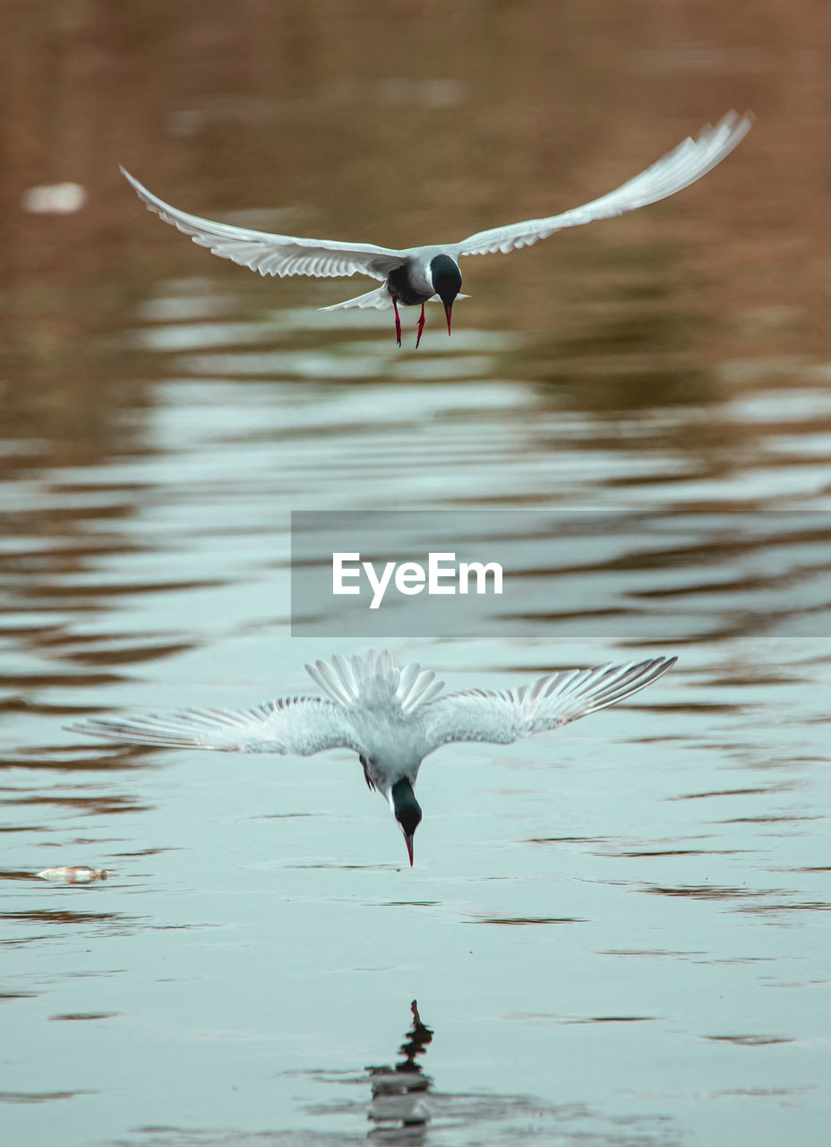 Seagull flying over lake