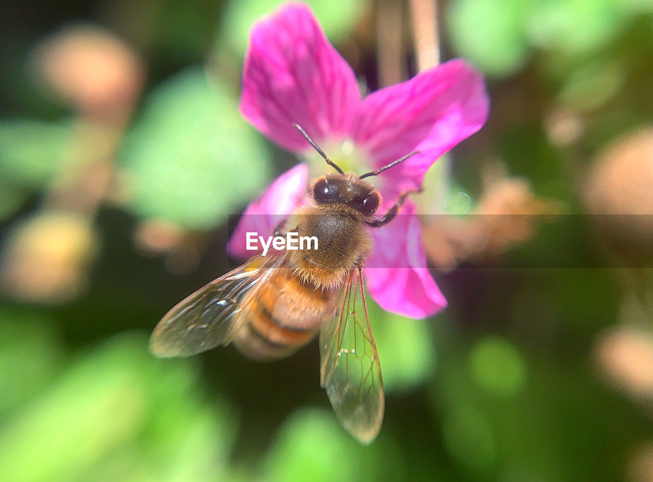 animal, animal themes, flower, flowering plant, animal wildlife, insect, beauty in nature, plant, one animal, close-up, wildlife, freshness, petal, bee, fragility, macro photography, honey bee, nature, pink, flower head, focus on foreground, pollination, no people, animal wing, flying, outdoors, growth, animal body part, selective focus, purple, mid-air, macro, day, pollen