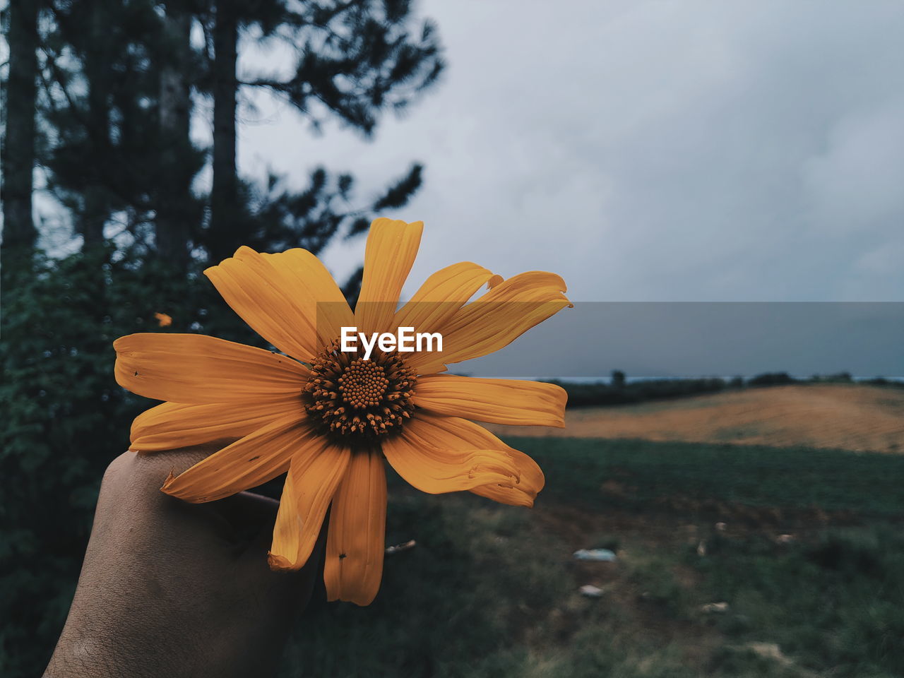 Cropped hand holding yellow flower on field