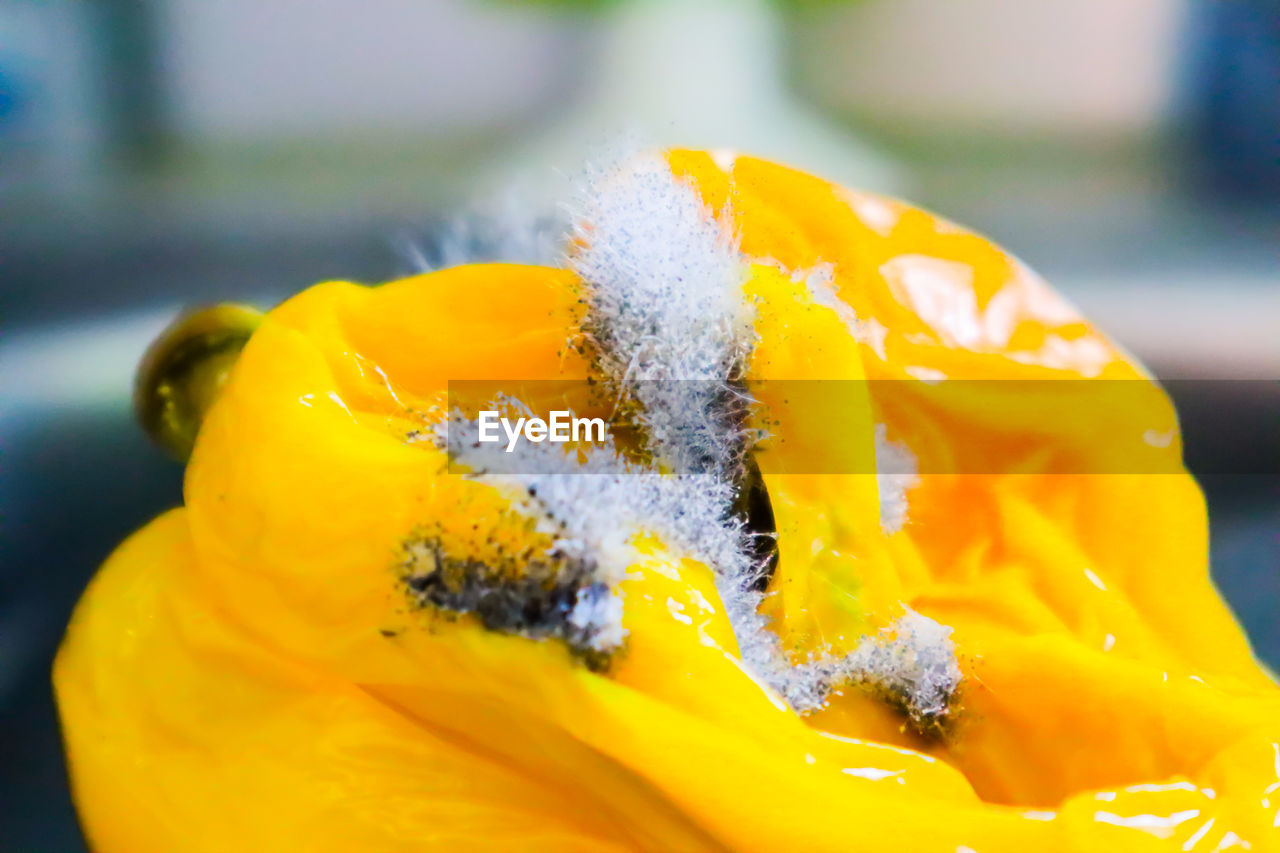 CLOSE-UP OF YELLOW ROSE FLOWER ON PLANT