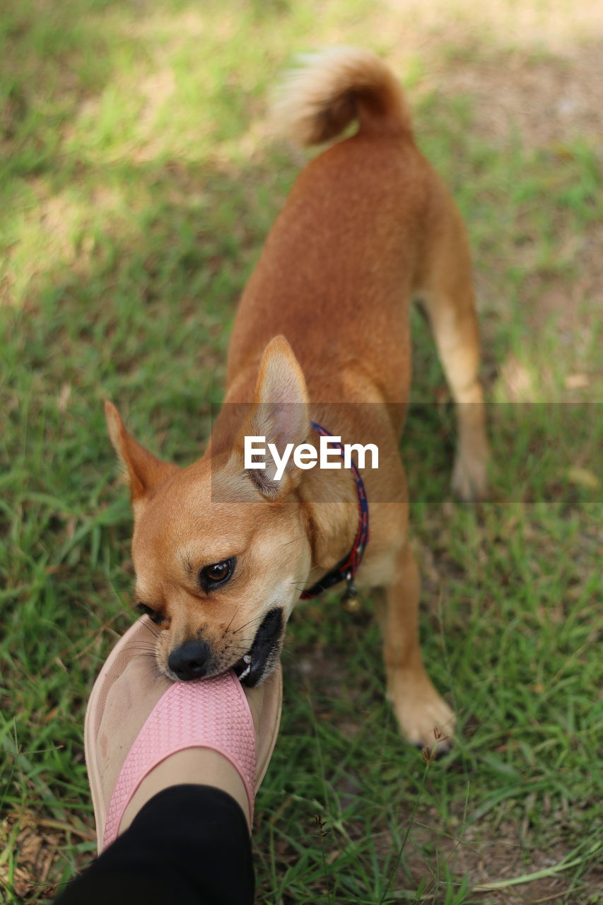 Portrait of a dog on field