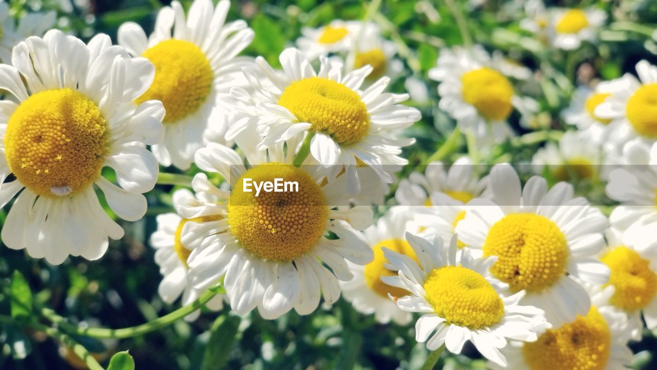 Close-up of white daisy flowers