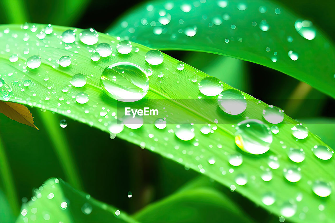 water, drop, wet, green, plant, nature, dew, leaf, freshness, close-up, plant part, moisture, beauty in nature, rain, no people, growth, macro photography, petal, plant stem, purity, outdoors, environment, grass, fragility, selective focus, backgrounds, flower, macro, raindrop, blade of grass